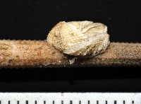 藏品(信天翁紐曼花籠)的圖片