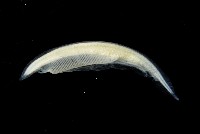 藏品(未知種文昌魚)的圖片