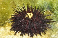 藏品(加州紅海膽)的圖片