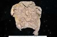 藏品(未知種薄膜海星)的圖片