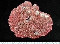 藏品(笙珊瑚)的圖片