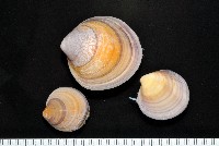 藏品(環文蛤)的圖片