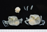 藏品(中華淺鰓虱)的圖片