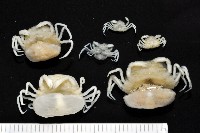 藏品(中華蚶豆蟹)的圖片