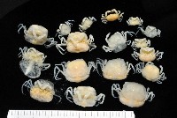 藏品(中華蚶豆蟹)的圖片