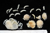 藏品(中華淺鰓虱)的圖片