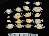 藏品(中華蚶豆蟹)的圖片