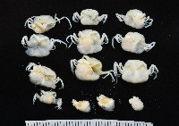 藏品(中華淺鰓虱)的圖片