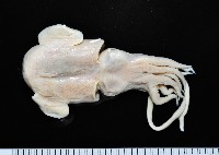 藏品(寇氏擬耳烏賊)的圖片