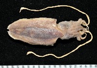 藏品(叉尾烏賊)的圖片