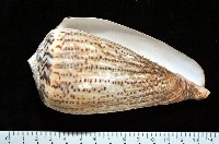 藏品(沙漏芋螺)的圖片