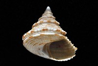 藏品(麗口螺之一種)的圖片