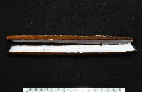 藏品(大刀蟶)的圖片