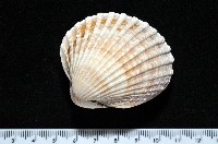 藏品(歐洲鳥尾蛤)的圖片