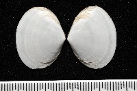 藏品(淺溝蛤)的圖片