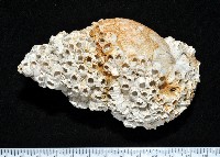 藏品(歐洲峨螺)的圖片