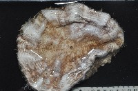 藏品(裸軟海膽)的圖片