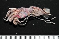 藏品(未知種皮羅魷魚)的圖片