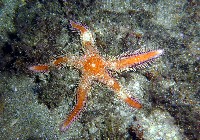 藏品(多棘槭海星)的圖片