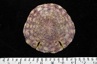 藏品(裂邊毛餅海膽)的圖片