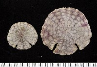 藏品(裂邊毛餅海膽)的圖片