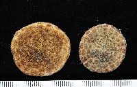 藏品(綠楯海膽)的圖片