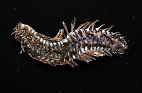 藏品(黃海毛蟲)的圖片