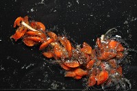 藏品(直板茗荷)的圖片