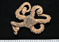 藏品(鞭枝蛇尾)的圖片