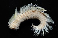 藏品(黃海毛蟲)的圖片