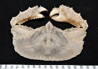 藏品(環狀(圓拱)隱足蟹)的圖片