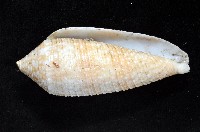 藏品(長芋螺)的圖片