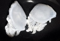 藏品(端鞭水母)的圖片