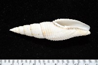 藏品(美少女筆螺)的圖片