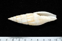 藏品(卿祐筆螺)的圖片