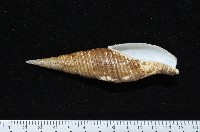 藏品(智慧筆螺)的圖片