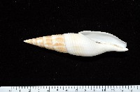 藏品(決心筆螺)的圖片