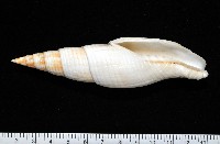 藏品(勇氣筆螺)的圖片