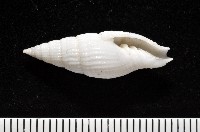 藏品(玉麟蛹筆螺)的圖片