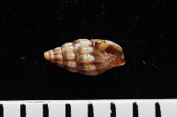 藏品(楊氏蛹筆螺)的圖片