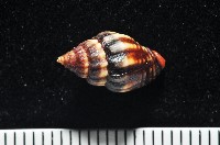 藏品(毛球蛹筆螺)的圖片