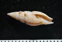 藏品(水月蛹筆螺)的圖片