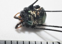 藏品(背斑偽盾刺盲蛛)的圖片