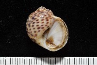 藏品(豹斑玉螺)的圖片