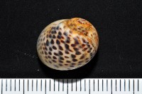 藏品(豹斑玉螺)的圖片