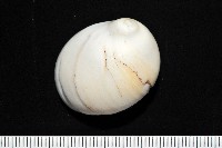 藏品(未知種無臍玉螺 1)的圖片