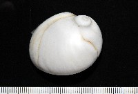 藏品(未知種無臍玉螺 1)的圖片