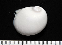 藏品(未知種無臍玉螺 2)的圖片