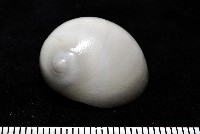 藏品(臍孔白玉螺)的圖片