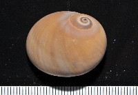 藏品(未知種扁玉螺)的圖片